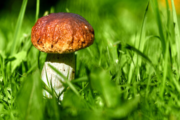White mushroom close-up grows in the grass. Mushroom picking.