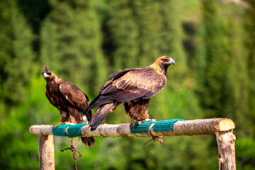 Golden eagle close up. The eagle sits on a perch against the backdrop of green mountains. The bird of prey hunts its prey. Falcon hunting. National tradition of Asia. Kazakhstan