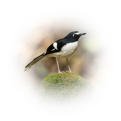 Slaty-backed Forktail perching on a stone looking into a distance