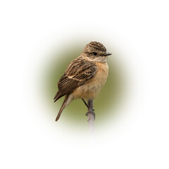 Female Eastern Stonechat perching on a perch looking into a distance