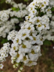 blooming tree