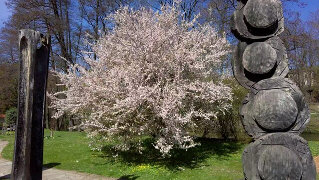 Botanical garden in the city of Olomouc with flowering trees and wooden statues on a sunny spring day, Czech Republic