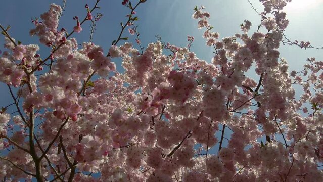 Bees pollinate pink flowering sakura trees on a sunny spring day