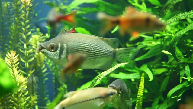 Close up shot green fish moving lips between water plants in Aquarium