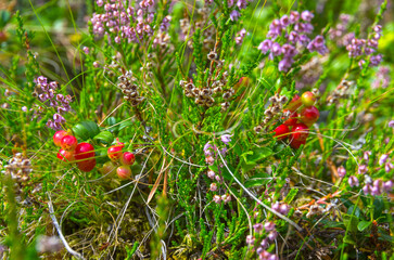 Ripe lingonberry