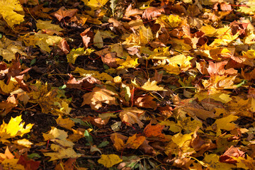 Close up details of beautiful yellow autumn leaves.