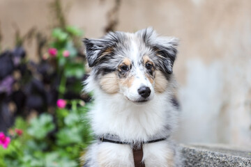 Blue merle shetland sheepdog sitting near enterance of small house.