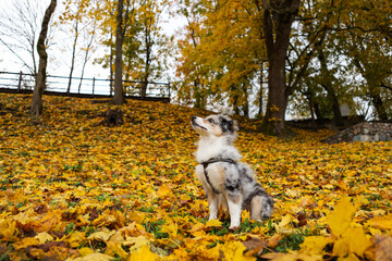 Obraz na płótnie Canvas Blue merle shetland sheepdog sheltie puppy in background of yellow leaves.