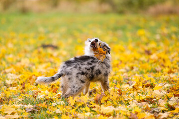Blue merle shetland sheepdog sheltie puppy in background of yellow leaves.