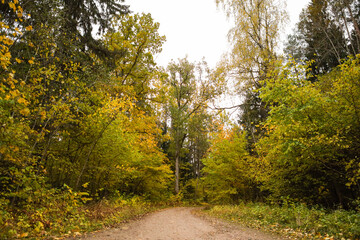 Beautiful autumn view of old gravel road through lovely view of shiny autumn forest in orange, yellow colors.