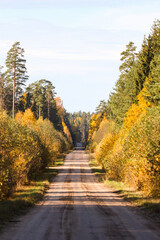 Beautiful autumn view of old gravel road through lovely view of shiny autumn forest in orange, yellow colors.