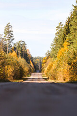 Obraz premium Beautiful autumn view of old gravel road through lovely view of shiny autumn forest in orange, yellow colors.