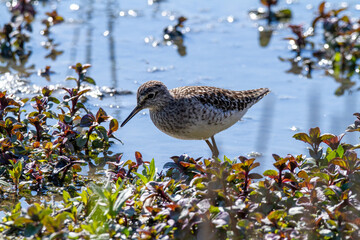 wood sandpiper ponds and lakes of europe