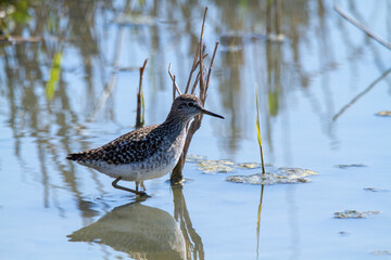wood sandpiper ponds and lakes of europe