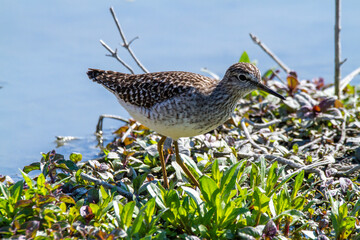 wood sandpiper ponds and lakes of europe