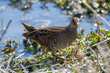 wood sandpiper ponds and lakes of europe