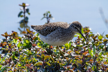 wood sandpiper ponds and lakes of europe