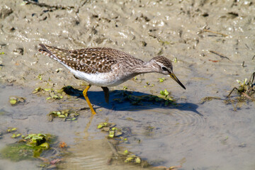 wood sandpiper ponds and lakes of europe