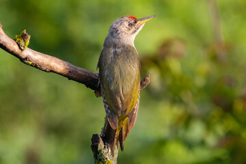 Dzięcioł zielonosiwy łac. Picus canus na gałęzi z zielona roślinnością w tle. Fotografia zrobiona w Dobrudży Bułgaria.