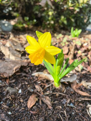 Jonquil