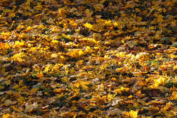 Close up details of beautiful yellow autumn leaves.
