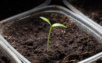 A small sprout of bell pepper sprouts in the ground.