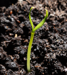 A small sprout of bell pepper sprouts in the ground.