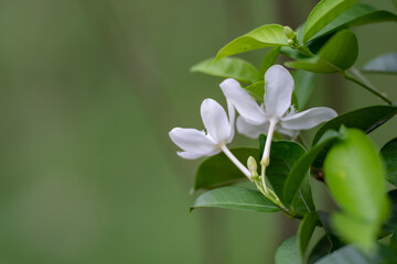 Jasminum sambac (Arabian jasmine or Sambac jasmine) is a species of jasmine native to tropical Asia, from the Indian subcontinent to Southeast Asia.