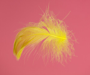 Yellow feather isolated on a pink background.