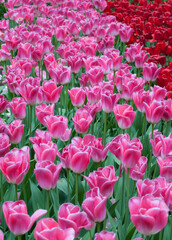 Bright pink and red tulips flowers close up. Selective focus. Spring or summer concept. Spring background. Greeting festive card