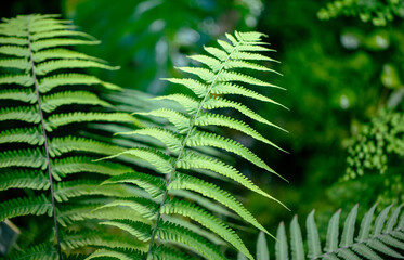 Green leaves of a fern