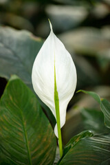 Beautiful white flower in nature.
