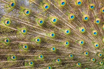 Obraz premium Multicolored peacock feathers as a background.