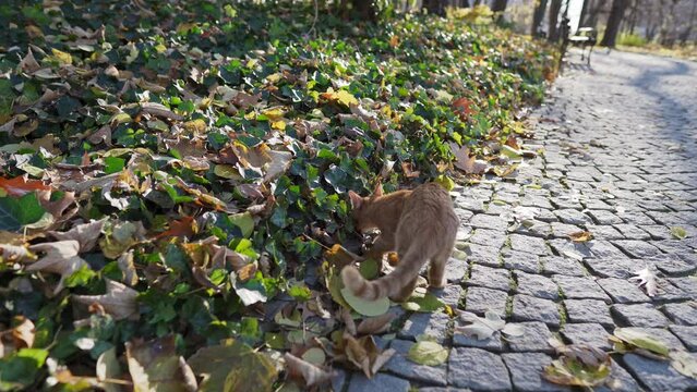 A red cat among the autumn leaves searches for its prey.