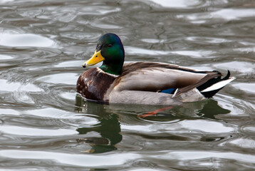 Duck swims in a pond