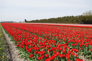 Dutch tulip fields with red and pink tulips. Near the village of Bergen. Spring, North Holland.