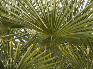 Palm leaves - 499966152