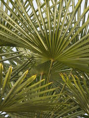 Palm leaves - 499966181