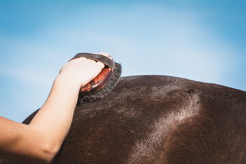 Pferd | Fellpflege