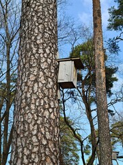Birdhouse is attached to tall pine tree trunk in a city park