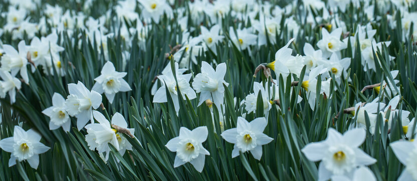 białe narcyze wiosną w ogrodzie