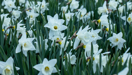 białe narcyze wiosną w ogrodzie - obrazy, fototapety, plakaty
