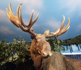 Model of a deer with big antlers.