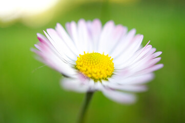 Obraz premium Daisy with lots of bokeh on a meadow. bright out of focus on the flower.