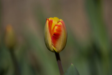 red tulip on a green background