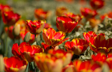 red and yellow tulips