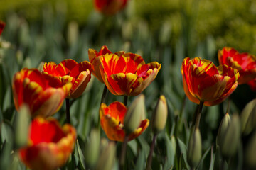 red and yellow tulips