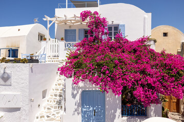 Red bougainvillea climbing on the wall of whitewashed house in Oia on Santorini island, Cyclades, Greece - obrazy, fototapety, plakaty