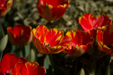 Fototapeta premium red and yellow tulips