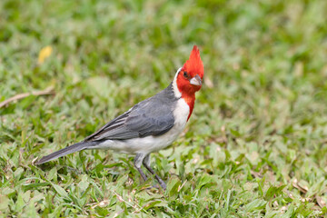 A Red Crested Cardinal in Maui